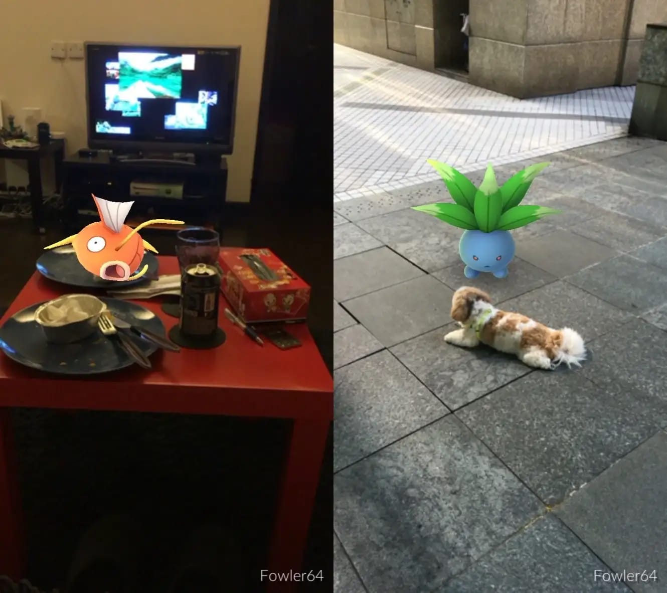 Two images from Pokémon Go showing the game's AR mode. On the left, a Magikarp appears to sit on a dinner plate as if it's a meal. On the right, an Oddish glares at a real dog as if it's ready to attack.